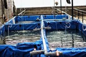 2 Cara Mudah Membuat Kolam Terpal Sederhana Agrotani