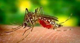 Das virus wird von stechmücken übertragen, vor allem von der mückenart aedes aegypti. Der Zika Virus In Thailand So Schutzen Sie Sich Effektiv Vor Dem Zika Virus