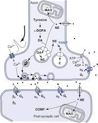 Epinephrine An Overview Sciencedirect Topics