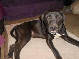 The objective of dog adoption when it is seen from your point of view, the objective of dog adoption is to bring a sweet, lovable creature home who will share the moments of joy and happiness with you. Pets For Adoption At Northeast Ohio Lab Rescue In North Jackson Oh Petfinder