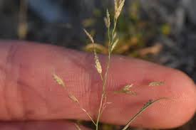 Image result for Eragrostis pallens