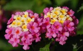 The Pink And Yellow Flower Heads Of Chapel Hill Pink Huff Lantana Are Numerous Florets That Sit Atop Leathery Dark G Lantana Perennial Plants Buy Plants Online