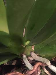 If the flower spike is completely brown and therefore unhealthy, it should be trimmed from the base of the plant. Is This A New Root Or A Flower Spike On My Phalaenopsis Orchids