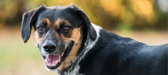 Pawrade connects pawsome people like you with happy, healthy puppies from our respected, prominent breeder relationships we've established over the last 15 years. Beagle Australian Cattle Dog Mix 21 Things Every Owner Should Know Green Garage