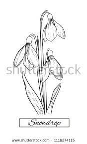 Hand Drawing Snowdrop Flowers Vector Illustration And Clip Art On White Backgrounds Idea For Busines How To Draw Hands Flower Sketches Flower Tattoo Drawings