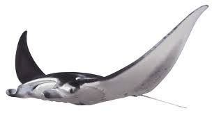 Manta rays are fascinating creatures, but they're often mixed up with the stingray. Ray Fish Giant Manta Ray Dk Find Out
