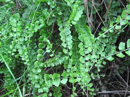 Image result for Asplenium cancellatum