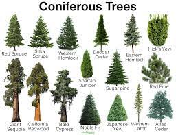 Conifer shrubs can be short, medium or tall with a. What Is A Conifer List Of Names Types Of Evergreen Deciduous Trees Plants That Grow In Coniferous Forests Th Conifer Trees Trees To Plant Evergreen Trees