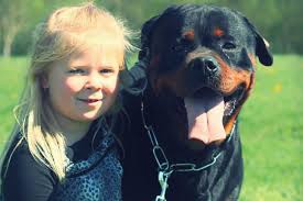 Its origin goes back to before the 1900.these dogs were kept as herder or driving dogs. Das Wesen Des Rottweiler Kinderlieb Frundlich Oder Aggressiv