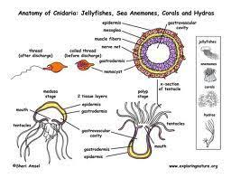 Phylum Cnidaria Diagram Jellyfish Science Nature Biology