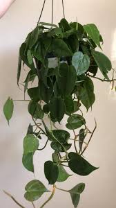 Plants that live in soil should be watered when half of the soil is dry. Heartleaf Philodendron Houseplants