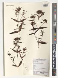 Image result for Conostomium natalense