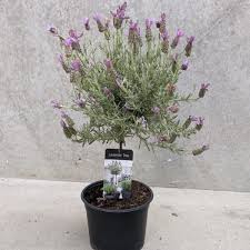 Lavender has fresh, sweet aroma and grown as ornamental plant at home. Anouk Spanish Lavender Tree Form Naturehills Com