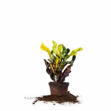 It can be seen growing in hardiness zones four through eight, and the blooms can be seen from late summer until the first frost. Croton Mammy Codiaeum Variegatum Crotons For Sale Perfect Plants