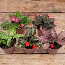 Image result for Episcia