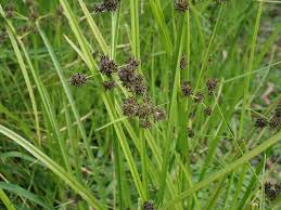 Image result for Cyperus difformis