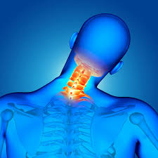 One way to learn all the bones in the human body is to categorize them by shape. Free Photo 3d Medical Male Figure With Neck Bones Highlighted