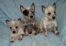 In the early 1800s, vast land areas in australia became available for grazing cattle. Australian Cattle Dog Puppies For Sale In Portland Oregon Classified Americanlisted Com