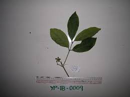 Image result for Monimiaceae