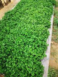 Hari ketiga bayam brazil yang baru ditanam sudah kembali segar dan kekal hijau daunnya.caranya saya siram dengan air basuhan beras dan juga air miunuman coway. 2 Cara Mudah Tanam Bayam Brazil Supaya Subur Dan Cepat Tumbuh Semua Orang Boleh Buat Cara Ini Kartel Dakwah