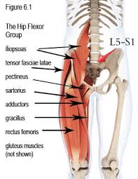 Lower back and hip muscles. Tight Hip Flexors Causing Back Hip Pain Low Back Pain Program