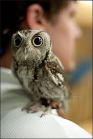 Baby Bird With Big Eyes Big Eyes By Rosalyn Owl Eyes Baby Owls Pet Birds