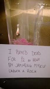 Now You Float In The Corner And Think About What You Ve Done Pet Fish Betta Fish Care Betta Fish