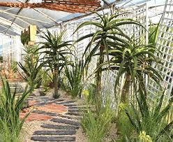 Image result for Aloidendron barberae