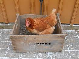 How To Make A Dust Bath For Chickens Backyard Poultry