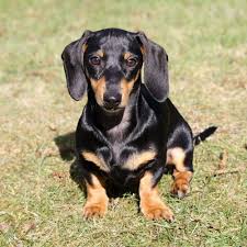 kaninchenteckel teckel dackel miniteckel dackelwelpen dackelwelpen dackel kaninchenteckel