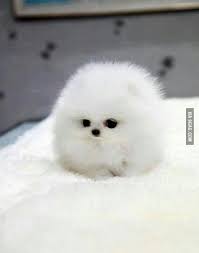 Beginner & advanced · tricks worth showing off · modern and ethical White Teacup Pomeranian Husky 9gag