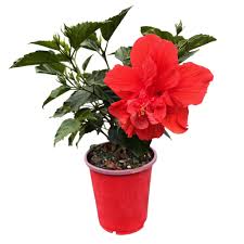 Image result for Hibiscus Red 2015 Vito