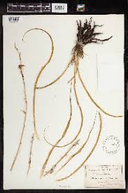 Image result for Eriospermum andongense