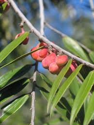 Image result for Xylopia