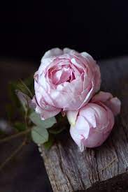 From dicios.com, the best free online german to english dictionary. Denisejackson Schone Rose Blumen Anbauen Blumen
