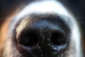 Es ist mir trotz regelmäßigen putzens mittlerweile echt peinlich. Hundegeruche Entfernen Diese 7 Tipps Helfen Wirklich