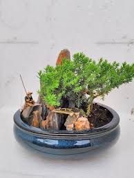 Buy bonsai plants n trees online at low prices in india at plantsguru.com in today's digital age, you can buy bonsai online, no need to visit nursery and garden center. Jmbamboo Juniper Tree Bonsai Elephant Best Gift Plants Seeds Bulbs Patio Lawn Garden Rayvoltbike Com