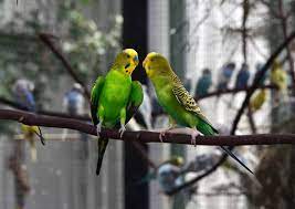 How Long Do Parakeets Live On Average Embora Pets