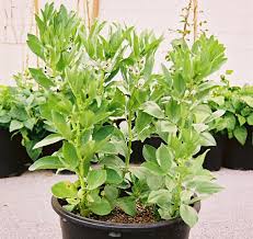 Seeds germinate in 4 to 10 days. Pole Beans Belong In Every Vegetable Garden Here Are 6 Of The Greatest Harvesting History