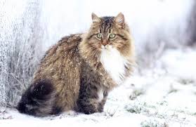 Welcome to siberian tampa, home of the hypoallergenic color point neva masquerade siberian cats! Siberian Cat Dinoanimals Com