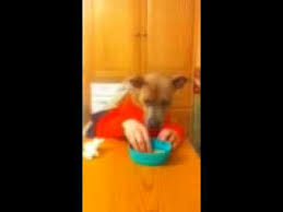 They might be shaped like bones, but these are not a good idea to give to your pet. My Dog Buddy Eating Scooby Snacks Youtube