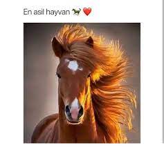 sayko hayvanlar 3k hayvanlar hayvan guzel atlar