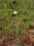 Image result for Monsonia angustifolia