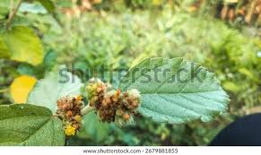 Image result for Waltheria indica