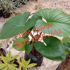 Jual Pohon Keladi Homalomena Tanaman Hias Indoor Keladi Homalomena Hijau Kab Bogor Icha Taman Tokopedia