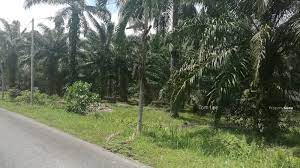 The telok panglima garang free trade zone (ftz) is located here. Kampung Sijangkang 42500 Telok Panglima Garang Selangor Malaysia Telok Panglima Garang Kuala Langat Selangor Agricultural Lands For Sale By Tom Lee Rm 2 750 000 23836772
