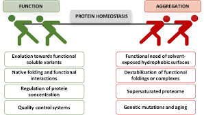 Computational Prediction Of Protein Aggregation Advances In Proteomics Conformation Specific Algorithms And Biotechnological Applications Sciencedirect