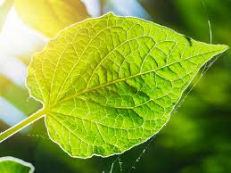 They also have true flowers, reproduce. More Efficient Photosynthesis For High Productivity Plants Result In Brief Cordis European Commission