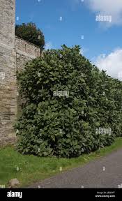 Image result for Magnolia delavayi