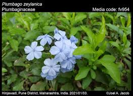 Image result for Plumbago zeylanica